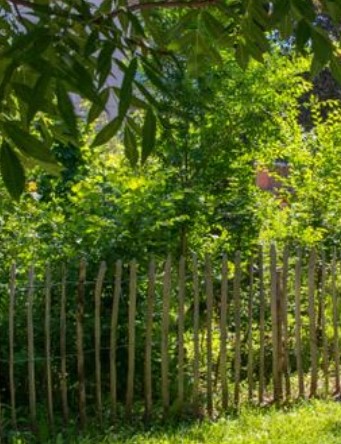 Bäume und Sträucher hinter einem niedrigen Holzzaun - ein "Wiener Wäldchen"